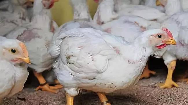 肉鸡是激素催生还有多翅多腿变异鸡与散养鸡营养价值区别不大