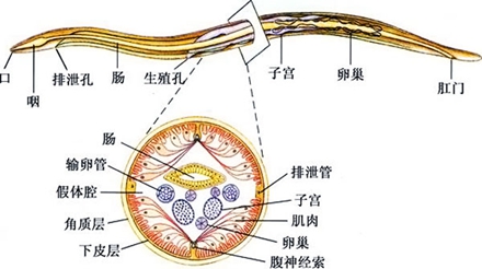 怎么还有分不清雌雄的动物?