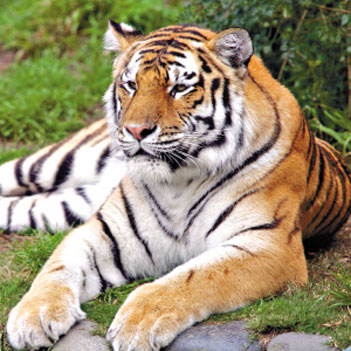 世界上最大的老虎是什么