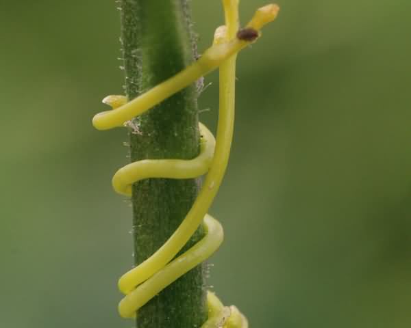 菟丝子是非常常见的寄生植物之一,属于旋花科(convolvulaceae;这个