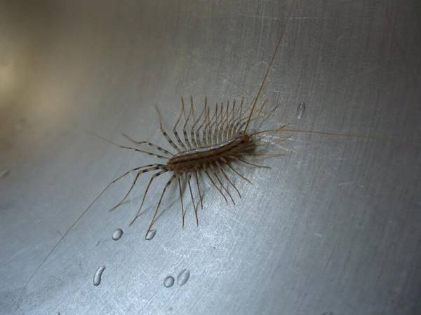蚰蜒会在家里繁殖吗
