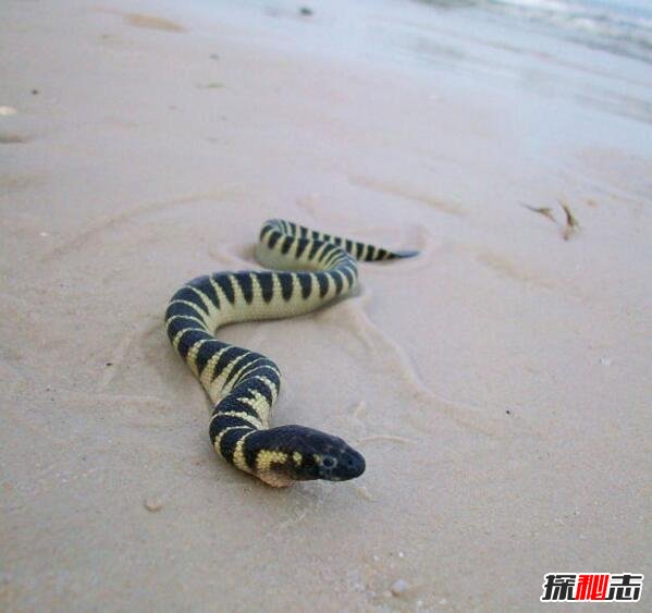 二,艾基特林海蛇:海洋毒王