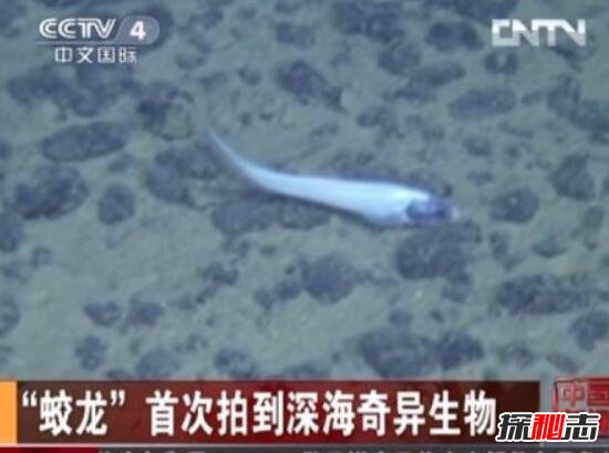 2017蛟龙号下潜深度时间,蛟龙号发现的恐怖生物吓死人