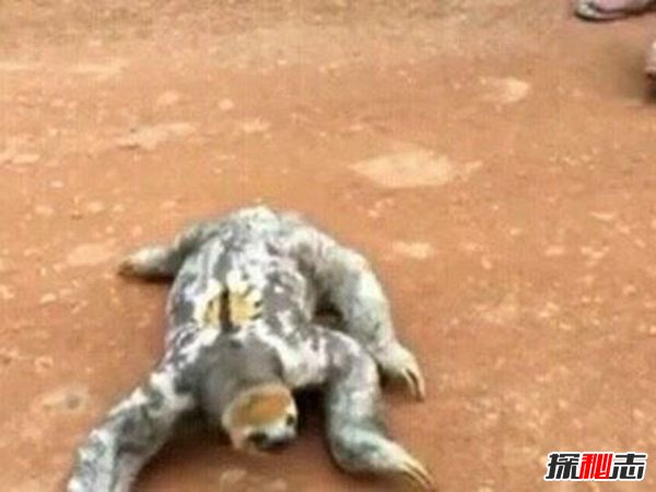 水猴子水鬼图片揭秘(恐怖至极)