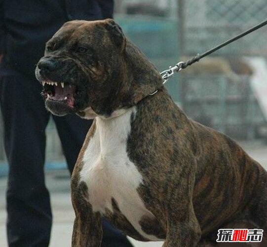 世界上最凶猛的狗排名,比特犬数分钟咬死藏獒(视频)