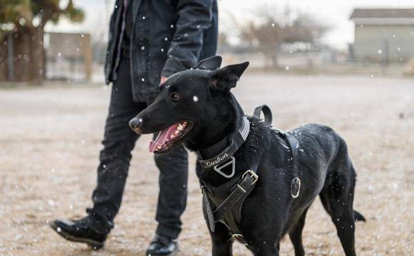 马犬细小初期症状