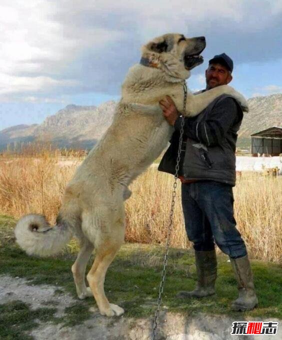 世界上最大的狗排名,土耳其坎高犬堪比小马能骑乘