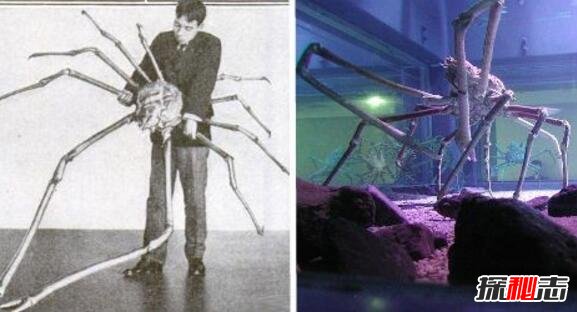 世界上最大的螃蟹,巨型杀人蟹体长4.2米活了100年