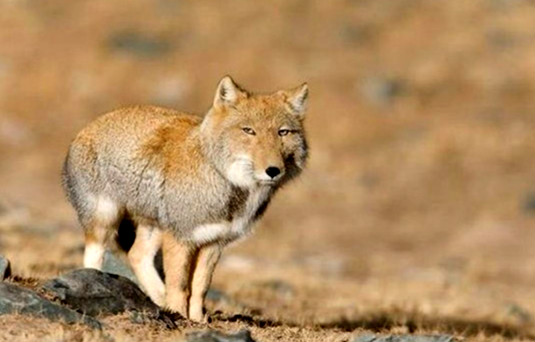 世界上最丑的狐狸是什么 藏狐(眼睛小脸型方表情严肃)