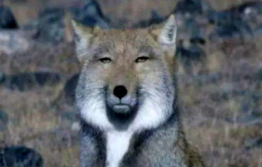 世界上最丑的狐狸是什么 藏狐(眼睛小脸型方表情严肃)