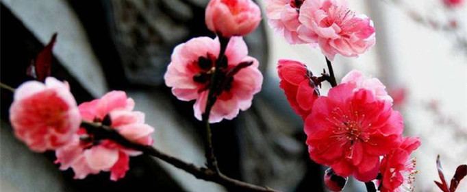 梅花代表什么?有什么象征意义?