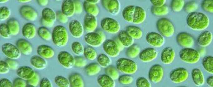衣藻是真核生物吗
