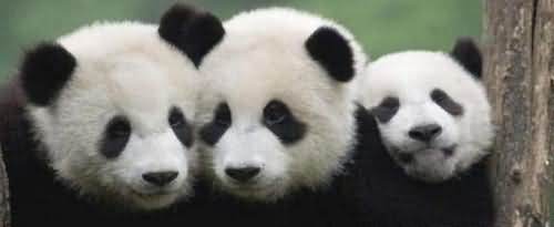 大熊猫是什么目的动物