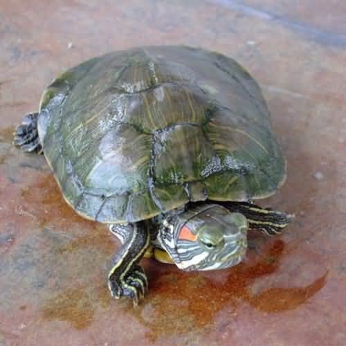 巴西龟寿命一般有多少年?