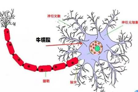 牛磺酸的作用有哪些 对人体有什么功效和副作用
