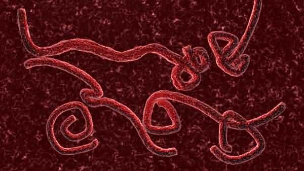 埃博拉病毒来袭我们怎么保护自己