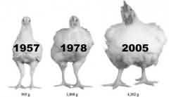 现代的鸡越来越大了？