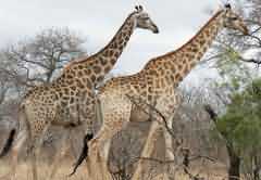 长颈鹿也濒临灭绝？