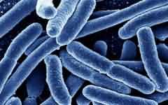 超级细菌：未来每年或将夺走千万人性命？