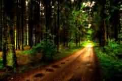 野外求生指南：在森林里迷路如何过夜？