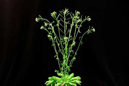 “拟南芥”是用于植物研究的样品生物。