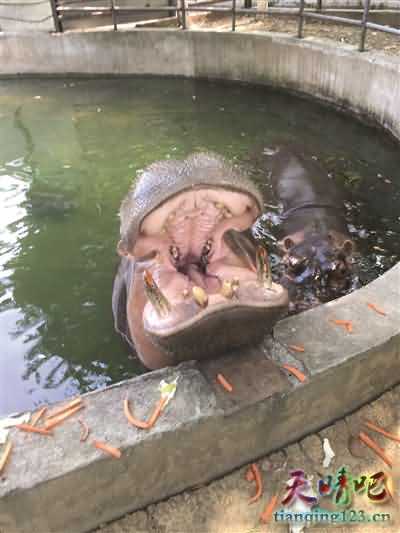 动物园棕熊突然发怒拍碎玻璃墙 疑因被投喂“垃圾食品”诱发狂躁