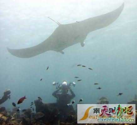 新加坡水族馆发生致命意外魔鬼鱼刺死6旬潜水员