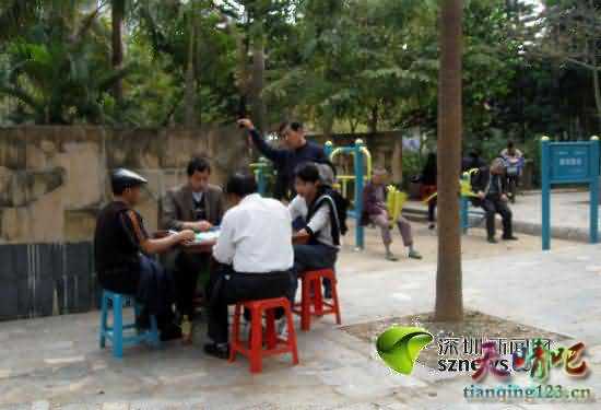 深圳景田小公园摆满麻将桌 成露天赌场