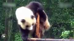 成都熊猫蹭痒痒的视频