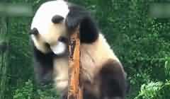 熊猫蹭痒秒变舞王 动作太