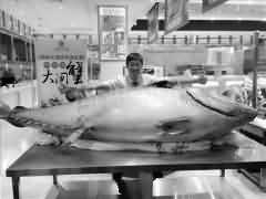 温州现巨型金枪鱼 重量高达715斤