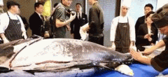 温州现715斤巨型金枪鱼 最贵一块肉3800元1两（3）