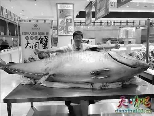 温州现715斤巨型金枪鱼 一块肉3800元一两
