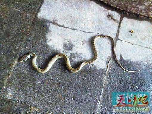 广州夫妻一觉醒来床边现1米长的蛇 辅警将其打死