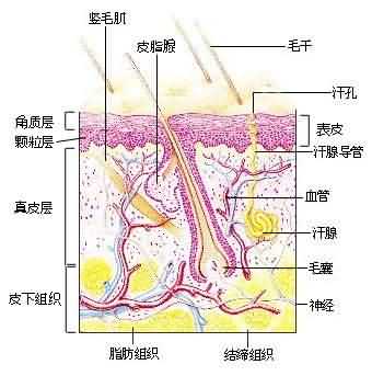 人体皮肤组织图
