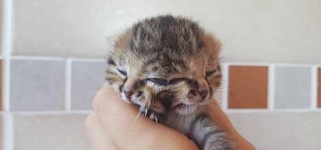 南非诞生了一只双脸小猫 一般的只能存活几个小