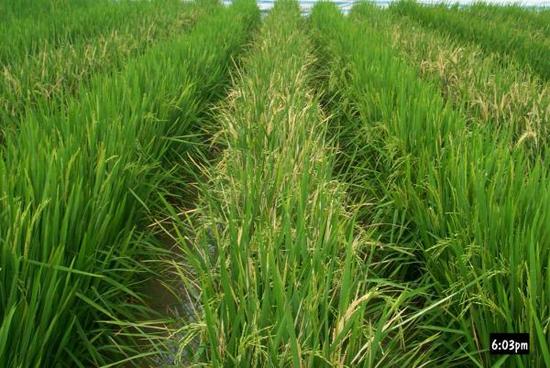 历时五年！中国转基因抗虫水稻获美食用许可，