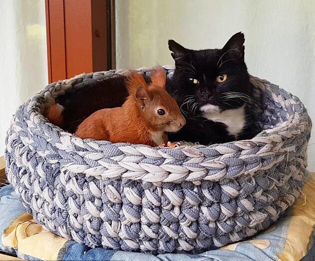 红松鼠Tin-Tin 和小猫Tiger成为了好朋友