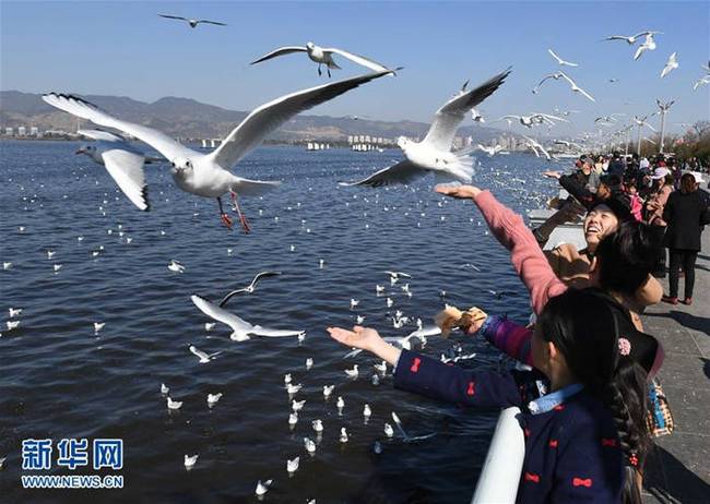 昆明滇池海埂观景大道观赏红嘴鸥