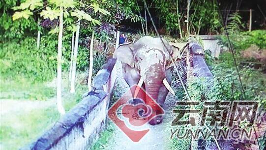 西双版纳州勐海县勐阿镇的一头独象