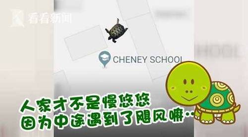 小乌龟离家出走半年多 竟在离家仅322米处被捉回