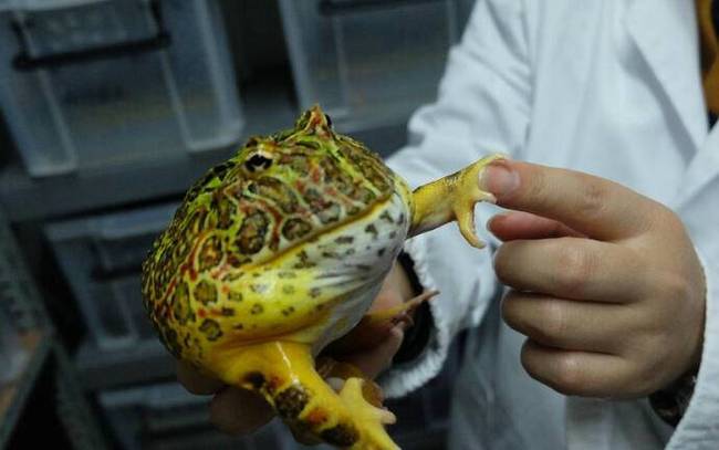 重庆崽十年花近百万养蛙 梦想建一个爬虫繁育基地