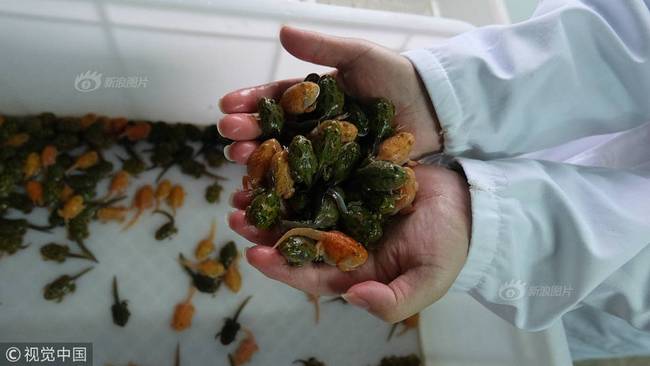 重庆崽十年花近百万养蛙 梦想建一个爬虫繁育基地