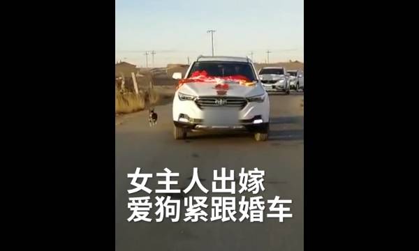 爱犬追婚车6里路泪别女主人 狠心女子却不愿带它一起走