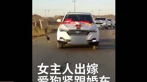 爱犬追婚车6里路泪别女主人 狠心女子却不愿带它一起走