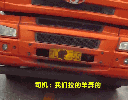 司机用羊粪挡车牌