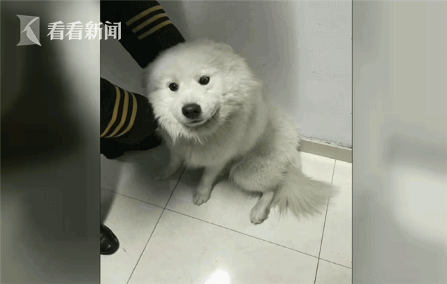 萨摩耶乘地铁出走