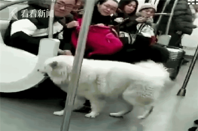 萨摩耶乘地铁出走