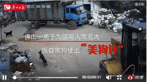 醉了!男子为盗别人家名犬 派自家狗使出美狗计