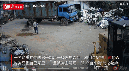 醉了!男子为盗别人家名犬 派自家狗使出美狗计